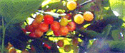 �T�N�����{��